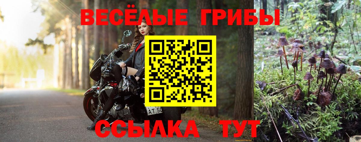 Псилоцибиновые грибы Psilocybine cubensis Тверь